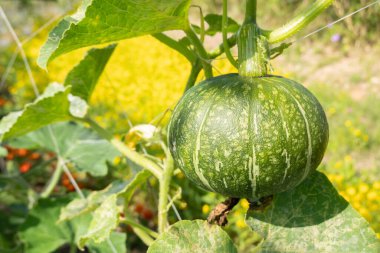 yeşil balkabağı ağaçta yapraklar var.