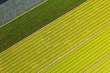 Changhua, Tayvan 'da sebzeli ve pirinçli renkli çiftlik manzarası.