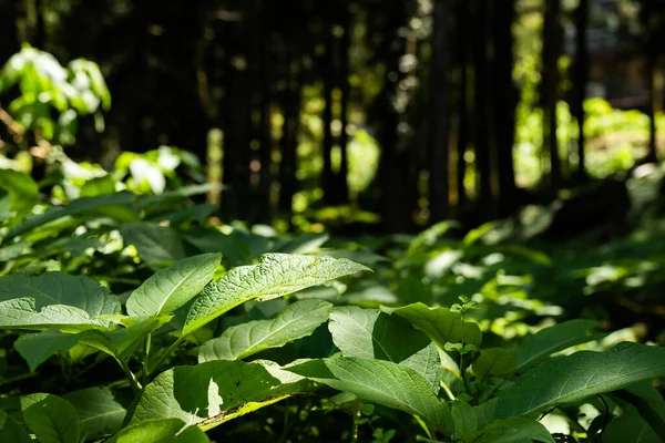 Mooie Groene Grasbladeren Met Zonlicht Schaduw — Stockfoto