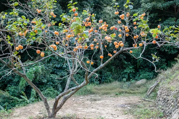 Gelbe Reifende Kaki Auf Dem Baum Der Farm Township Xinpu — Stockfoto