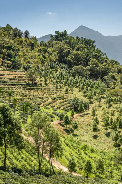 Scenario Rurale Tea Farm Yuchi Township Nantou Taiwan — Foto Stock