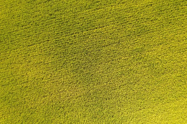 Aerial View Yellow Rice Farm Changhua Taiwan — Stock Photo, Image