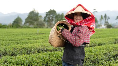 İnsanlar çiftlikte çay yaprakları topluyor.