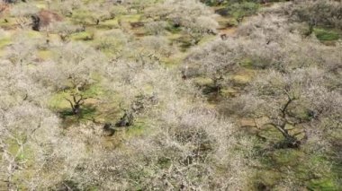 Turistlerle birlikte beyaz erik çiçeklerinin havadan görünüşü