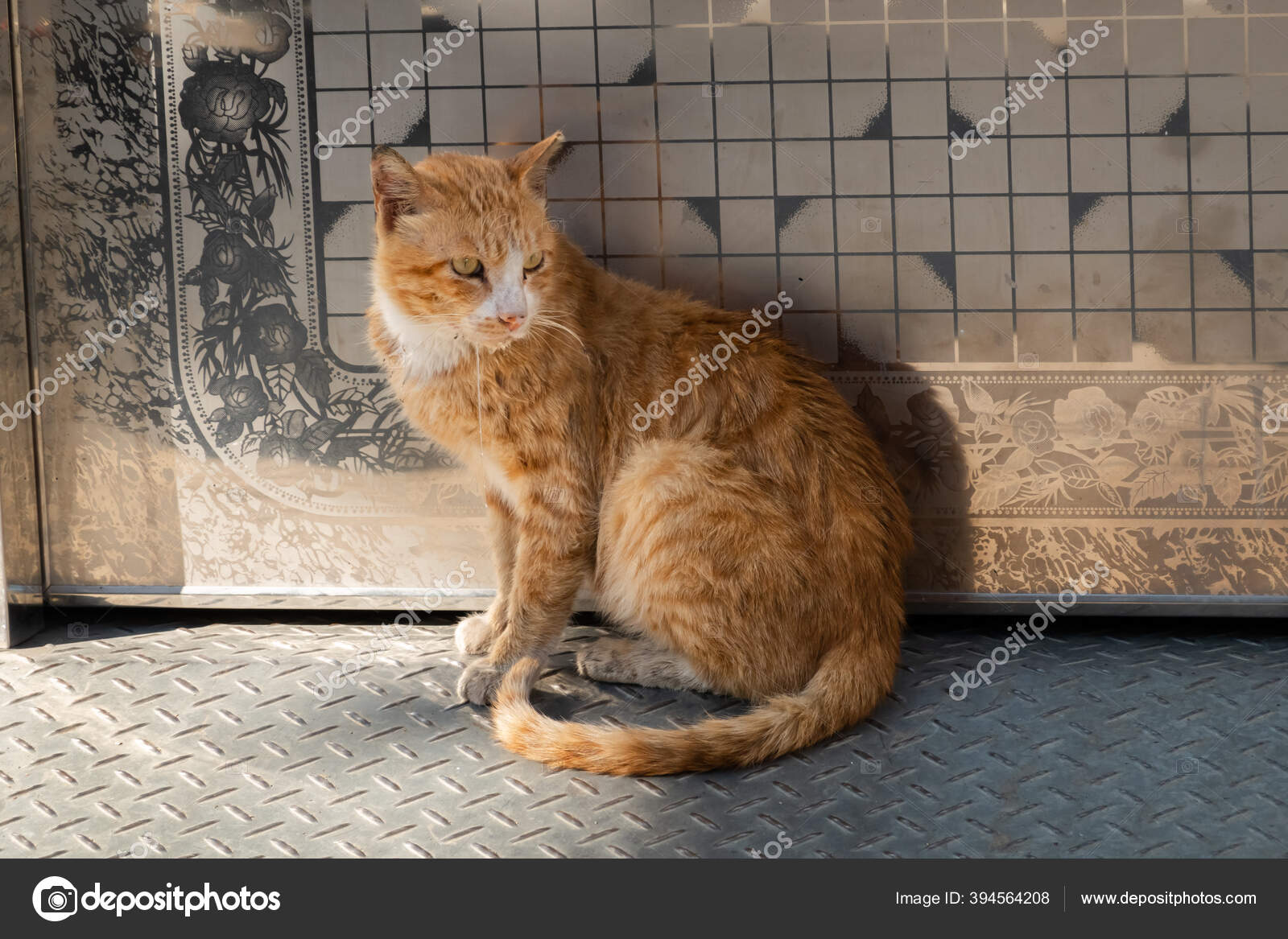 Sick street cat 스톡 사진, 로열티-프리 Sick street cat 이미지 - 페이지 2 | DepositPhotos, image size:1600x1167