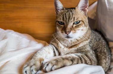 Tembel ve komik tekir kedi evde bir yatakta kal.