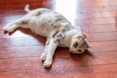 Beyaz tekir kedi evde yerde yatıyor.
