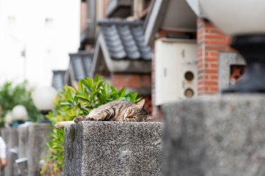 Başıboş şişman tekir kedi dışarıda bir sütuna oturur.