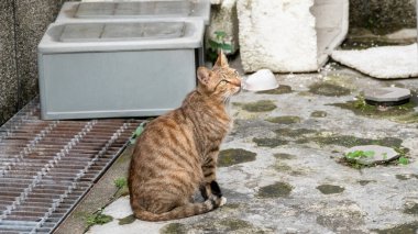İhtiyatlı bir şekilde şehirde tekir bir kedi dolaşıyor.