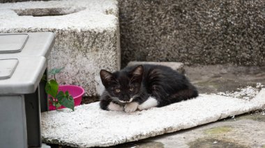 komik sokak kedisi siyah beyaz kedi