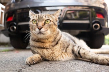 Tembel tekir kedi arabanın önünde yerde uyur.