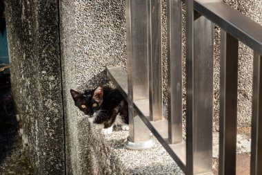 Sokakta başıboş siyah beyaz kedi