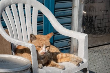 Sokak kedisi hastaydı ve salyaları akıyordu.