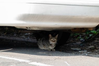 Sokak kedisi Sokakta bir arabanın altına saklan