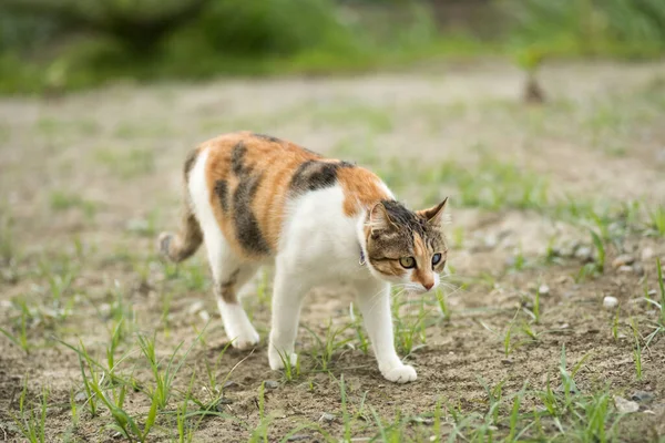 Kitty Het Grasland Huiskat Buitenlucht — Stockfoto