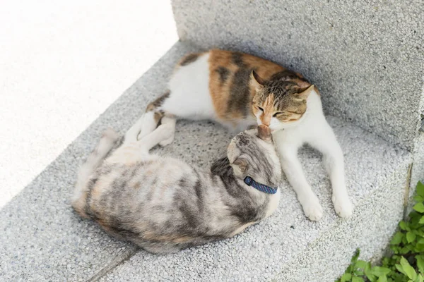 Giovane Gatto Leccare Sua Madre Pulire Orecchie All Esterno — Foto Stock