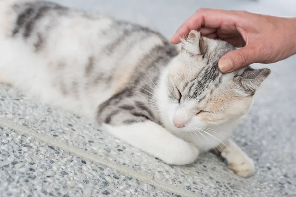 touch a sleeping cat lying on ground in the outside