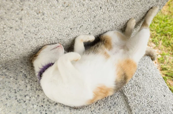 Kleine Kat Slapen Een Grappige Pose Buitenkant — Stockfoto