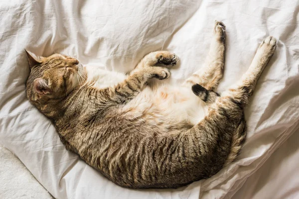 Preguiçoso Engraçado Tabby Gato Ficar Uma Cama Casa — Fotografia de Stock