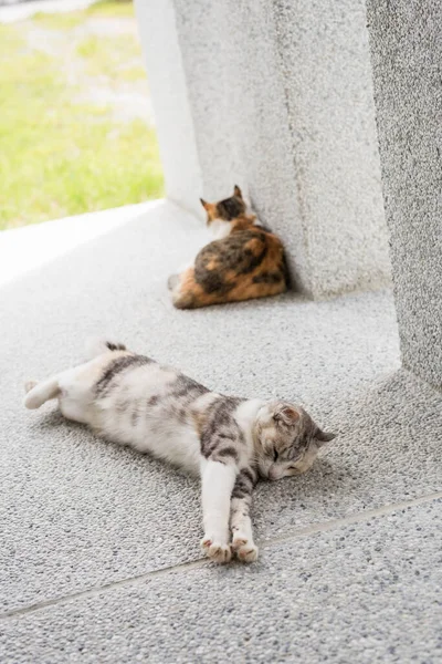 Kedi Dışarıda Kızıyla Yatıyor — Stok fotoğraf