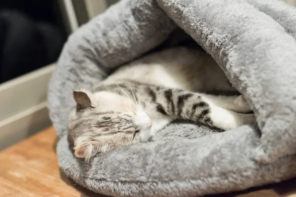 Кошки Спят Дома Гнезде — стоковое фото