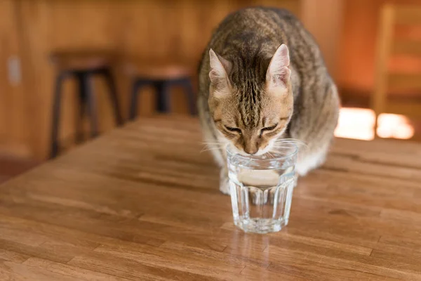 Katt Dricka Vatten Bordet Hemma — Stockfoto