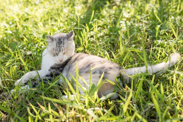 Kedi Dışarıdaki Çayırlarda Uyuyor — Stok fotoğraf
