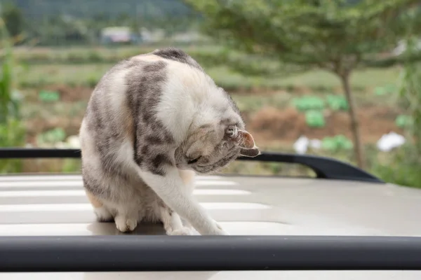 Gatto Lavarsi Sul Tetto Una Macchina — Foto Stock