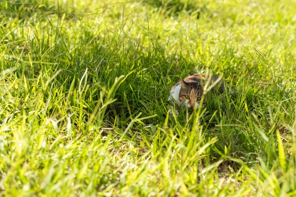草原上的小猫 野外的家猫 — 图库照片