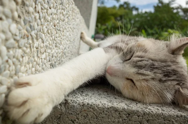 Jong Grijs Kat Slapen Grond — Stockfoto