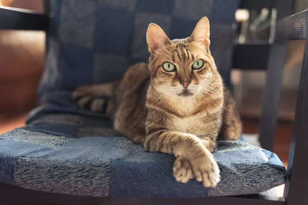 Χοντρή Οικιακή Γάτα Κάθεται Στην Καρέκλα Στο Σπίτι — Φωτογραφία Αρχείου