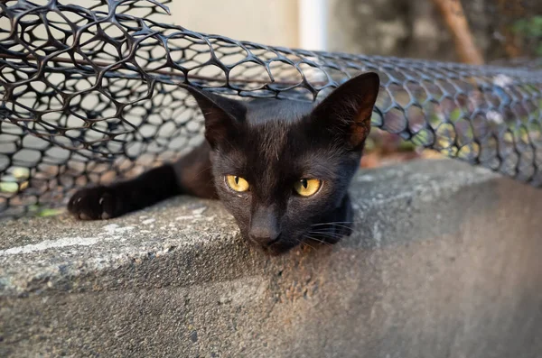 Chat Noir Errant Ludique Cacher Jouer Dans Rue — Photo