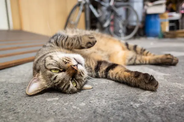 Lindo Gato Gordo Tabby Acostado Suelo Exterior — Foto de Stock