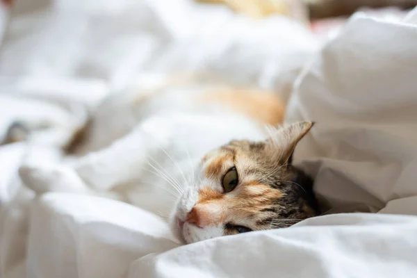 Pequeno Gato Tartaruga Dormir Cama Casa — Fotografia de Stock