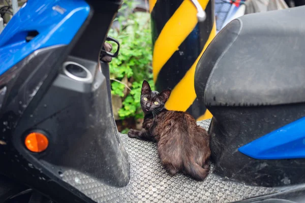 Черная Бездомная Кошка Стоит Мотоцикле Улице — стоковое фото
