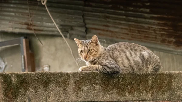 Ostrożnie Zabłąkany Kot Ulicy Mieście — Zdjęcie stockowe