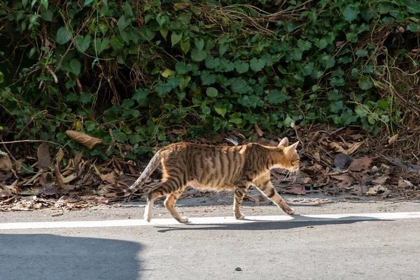 Passeio Gato Vadio Uma Rua Cidade — Fotografia de Stock