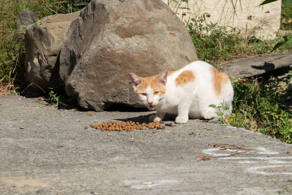 Gato Callejero Comer Comida Calle Una Ciudad —  Fotos de Stock