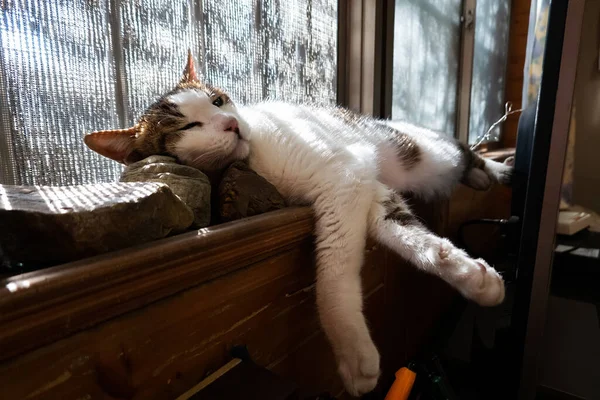 Gato Doméstico Dormir Acostado Escritorio Casa —  Fotos de Stock