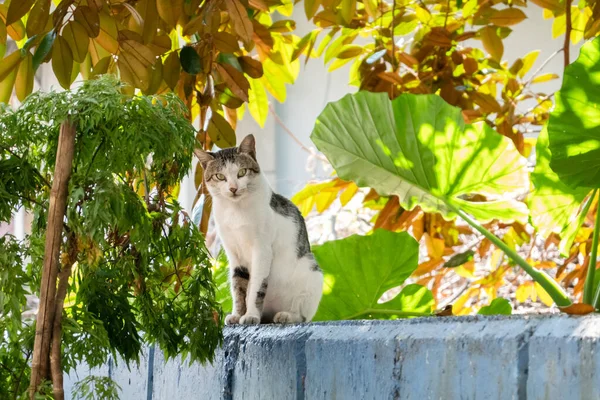 Бережно Бродячая Кошка Смотрит Тебя Снаружи — стоковое фото