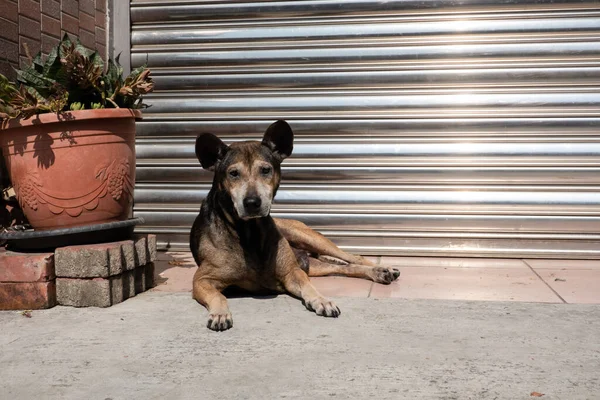 Cane Randagio Sdraiato Terreno Città — Foto Stock