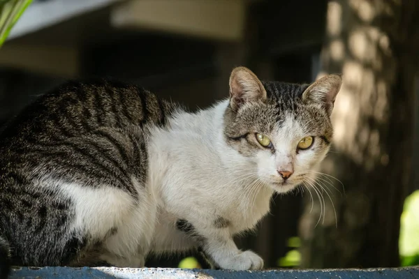 Dikkatli bir sokak kedisi gibi sana bakıyorum.