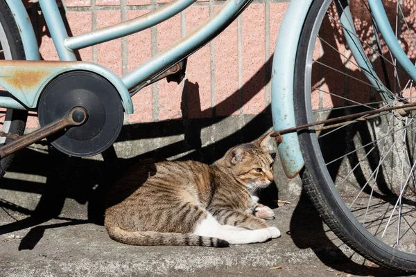 Сонний Таббі Кіт Спить Під Сонцем Біля Велосипеда — стокове фото