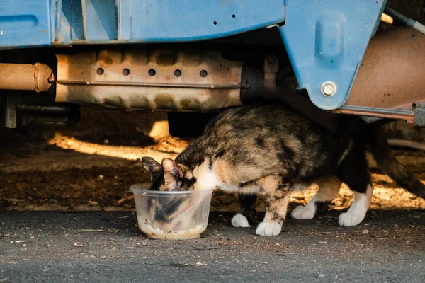 Bezpańskie Koty Jedzą Jedzenie Ulicy Mieście — Zdjęcie stockowe