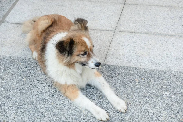 Cão Vadio Deitado Chão Cidade — Fotografia de Stock