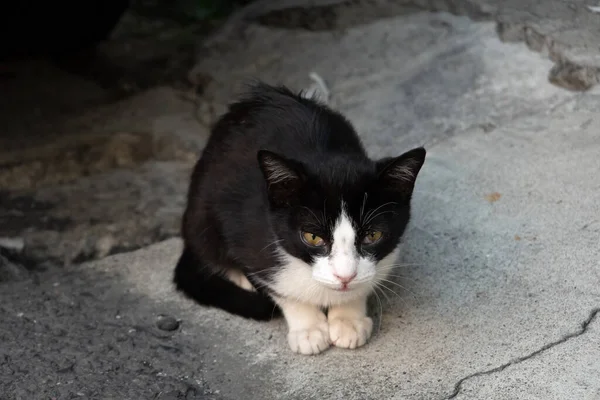 Pequeno Jovem Gato Preto Branco Sentar Chão Uma Cidade — Fotografia de Stock