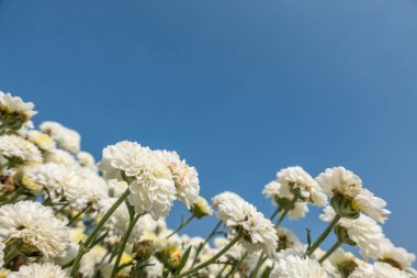 Tongluo Kasabası, Miaoli, Tayvan 'daki güzel beyaz kasımpatı çiftliği.
