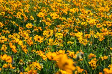 Açık havada renkli kozmos çiçekleri çiftliği