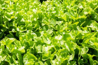 Güneşli bir günde çiftlikte organik yeşil sebzeler