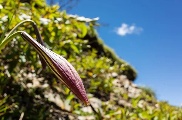 Native Species Taiwan Lily Living Hehuan Mountain Sky Daytime — Stock Photo, Image